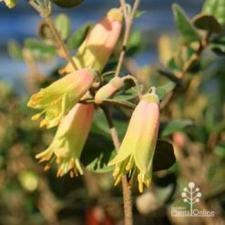 Correa Marian's Marvel -Felco Shop apo marians marvel correa flowering2