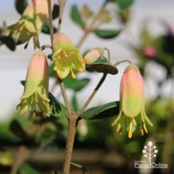 Correa Marian's Marvel -Felco Shop apo marians marvel correa tubestock flowering