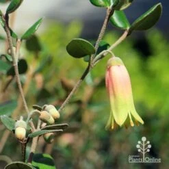 Correa Marian's Marvel -Felco Shop apo marians marvel flower and buds