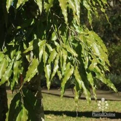 Mast Tree - Polyalthia -Felco Shop apo mast tree foliage noosa