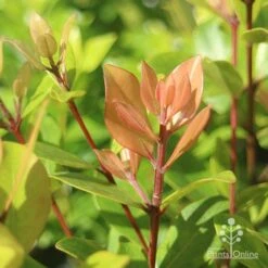 Metrosideros Little Ewan - Dwarf NZ Christmas Bush 24 Metrosideros Little Ewan - Dwarf NZ Christmas Bush -Felco Shop apo metrosideros little ewan new leaf