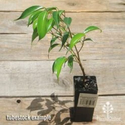 Ficus Benjamina Midnight Beauty - Weeping Fig 10 Ficus Benjamina Midnight Beauty - Weeping Fig -Felco Shop apo midnight beauty ficus tubestock