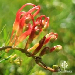 Grevillea Mini Marvel -Felco Shop apo mini marvel bud
