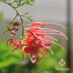 Grevillea Mini Marvel -Felco Shop apo mini marvel grevillea flower closeup