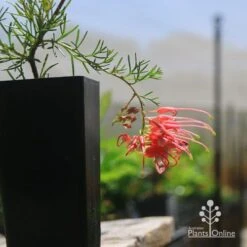 Grevillea Mini Marvel -Felco Shop apo mini marvel grevillea tubestock closeup
