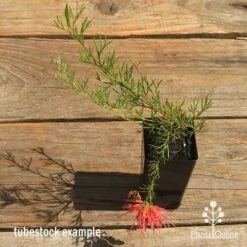 Grevillea Mini Marvel -Felco Shop apo mini marvel grevillea tubestock top in flower