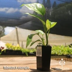 Philodendron Minima - Mini Monstera 11 Philodendron Minima - Mini Monstera -Felco Shop apo mini monstera tubestock