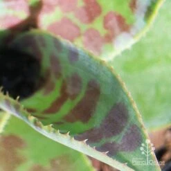 Mangave Mission To Mars - Succulent 12 Mangave Mission To Mars - Succulent -Felco Shop apo mission to mars closeup