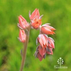 Echeveria Morning Beauty - Succulent -Felco Shop apo morning beauty flowerstem