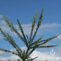 Leptospermum Liversidgei Mozzie Blocker 17 Leptospermum Liversidgei Mozzie Blocker -Felco Shop apo mozzie blocker blue sky