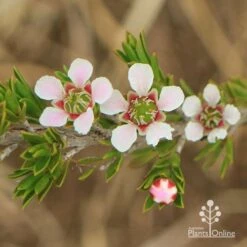 Leptospermum Liversidgei Mozzie Blocker 12 Leptospermum Liversidgei Mozzie Blocker -Felco Shop apo mozzie blocker flowers closeup