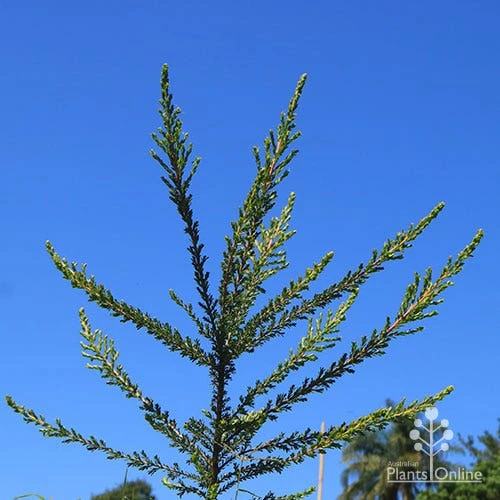 Leptospermum Liversidgei Mozzie Blocker 10 Leptospermum Liversidgei Mozzie Blocker - Image 10