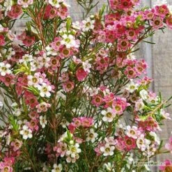 Chamelaucium MY SWEET 16™ - Waxflower 10 Chamelaucium MY SWEET 16™ - Waxflower -Felco Shop apo my sweet 16 waxflower2