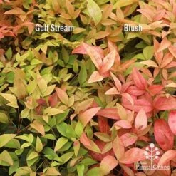 Nandina Gulf Stream -Felco Shop apo nandina gulf stream v blush january