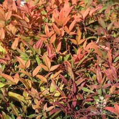 Nandina Moonbay -Felco Shop apo nandina moonbay winter colours