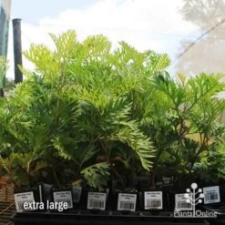 Grevillea Ned Kelly 21 Grevillea Ned Kelly -Felco Shop apo ned kelly dec large