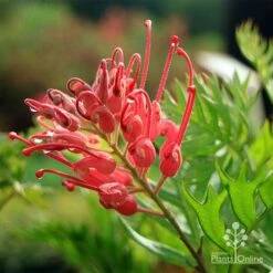 Grevillea Ned Kelly 18 Grevillea Ned Kelly -Felco Shop apo ned kelly flower leaf
