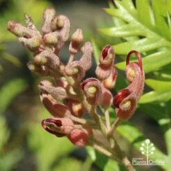 Grevillea Ned Kelly 20 Grevillea Ned Kelly -Felco Shop apo ned kelly flowerbud