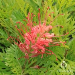 Grevillea Ned Kelly 16 Grevillea Ned Kelly -Felco Shop apo ned kelly grevillea flower2