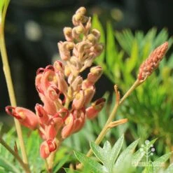 Grevillea Ned Kelly 24 Grevillea Ned Kelly -Felco Shop apo ned kelly grevillea flowerbud