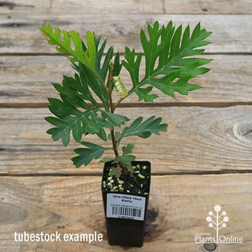 Grevillea Ned Kelly 2 Grevillea Ned Kelly - Image 2