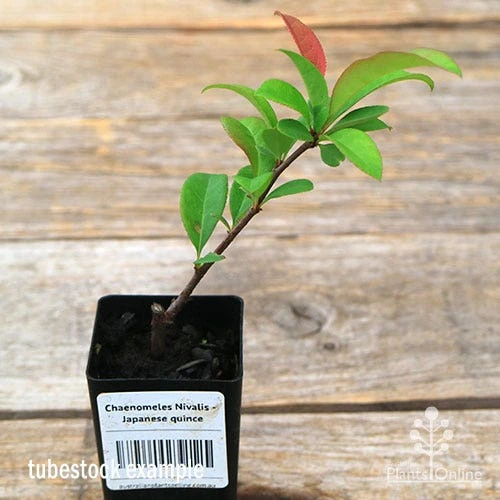 Chaenomeles Nivalis - Japanese Quince 2 Chaenomeles Nivalis - Japanese Quince - Image 2