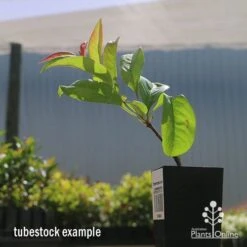 Chaenomeles Nivalis - Japanese Quince 15 Chaenomeles Nivalis - Japanese Quince -Felco Shop apo nivalis quince tubestock2