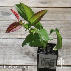 Chaenomeles Nivalis - Japanese Quince 12 Chaenomeles Nivalis - Japanese Quince -Felco Shop apo nivalis quince tubestock 1