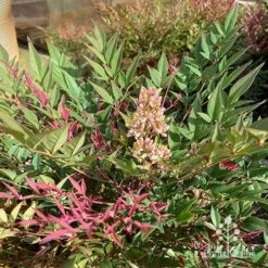 Nandina Obsession -Felco Shop apo obsession flowering