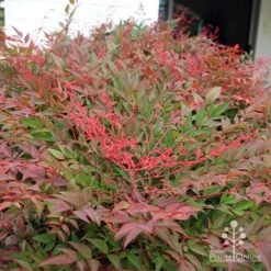 Nandina Obsession -Felco Shop apo obsession new growth