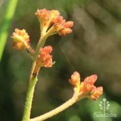 Anigozanthos Orange Cross - Kangaroo Paw 12 Anigozanthos Orange Cross - Kangaroo Paw -Felco Shop apo orange cross kangaroo paw buds2