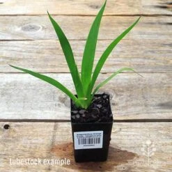 Anigozanthos Orange Cross - Kangaroo Paw 11 Anigozanthos Orange Cross - Kangaroo Paw -Felco Shop apo orange cross kangaroo paw tubestock