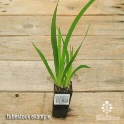 Anigozanthos Orange Cross - Kangaroo Paw 13 Anigozanthos Orange Cross - Kangaroo Paw -Felco Shop apo orange cross tubestock top