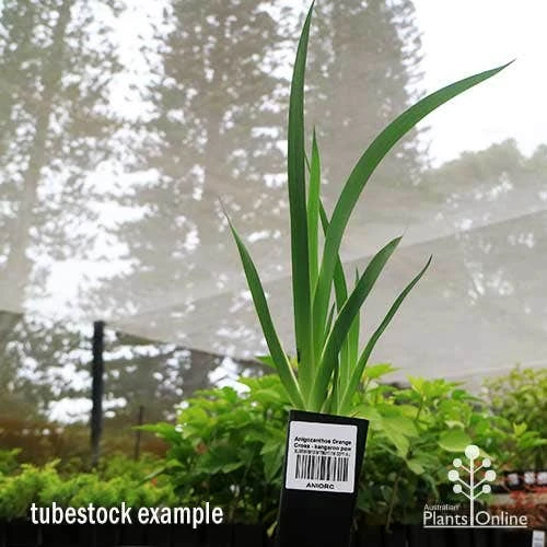 Anigozanthos Orange Cross - Kangaroo Paw 9 Anigozanthos Orange Cross - Kangaroo Paw - Image 9