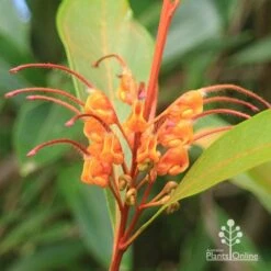 Grevillea Orange Marmalade -Felco Shop apo orange marmalade flower closeup