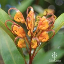 Grevillea Orange Marmalade -Felco Shop apo orange marmalade flower july