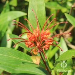 Grevillea Orange Marmalade -Felco Shop apo orange marmalade grevillea flower above