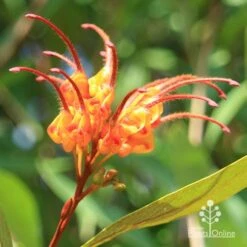 Grevillea Orange Marmalade -Felco Shop apo orange marmalade grevillea flower opening
