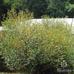 Grevillea Orange Marmalade -Felco Shop apo orange marmalade in nursery