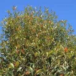 Grevillea Orange Marmalade -Felco Shop apo orange marmalade nursery bank2