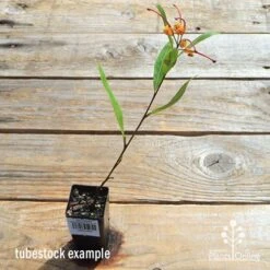 Grevillea Orange Marmalade -Felco Shop apo orange marmalade tubetock flowering