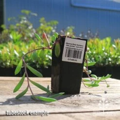 Felco Shop -Felco Shop apo othonna ruby necklace tubestock