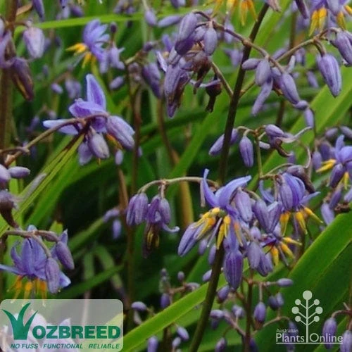 Dianella Little Jess 1 Dianella Little Jess