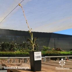 Kalanchoe Tomentosa – Panda Plant - Succulent 15 Kalanchoe Tomentosa – Panda Plant - Succulent -Felco Shop apo panda plant tubestock tall