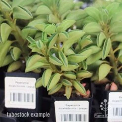 Peperomia Dolabriformis - Prayer Pepper - Succulent 9 Peperomia Dolabriformis - Prayer Pepper - Succulent -Felco Shop apo peperomia dolab tubestock