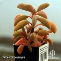 Peperomia Dolabriformis - Prayer Pepper - Succulent 12 Peperomia Dolabriformis - Prayer Pepper - Succulent -Felco Shop apo peperomia dolabrifolia winter colour