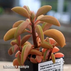 Peperomia Dolabriformis - Prayer Pepper - Succulent 13 Peperomia Dolabriformis - Prayer Pepper - Succulent -Felco Shop apo peperomia dolabriformis winter colour