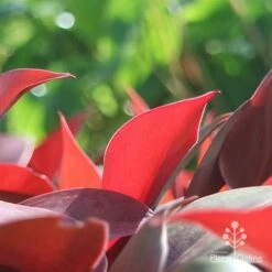 Philodendron Prince Of Orange 11 Philodendron Prince Of Orange -Felco Shop apo philo prince of orange leaf