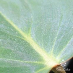 Philodendron Gloriosum - Velvet Philodendron 10 Philodendron Gloriosum - Velvet Philodendron -Felco Shop apo philodendron gloriosum glittery