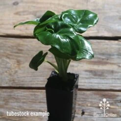 Philodendron Super Atom -Felco Shop apo philodendron super atom tubestock